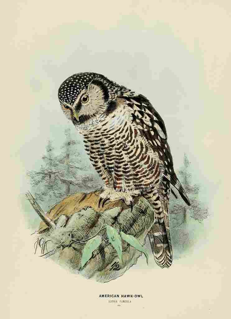 Keulemans John Europe 1881 American Hawk Owl A4 Photo Print