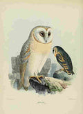 Keulemans John Europe 1881 Barn Owl A4 Photo Print