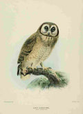 Keulemans John Europe 1881 Cape eared Owl A4 Photo Print