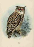 Keulemans John Europe 1881 Eagle Owl A4 Photo Print