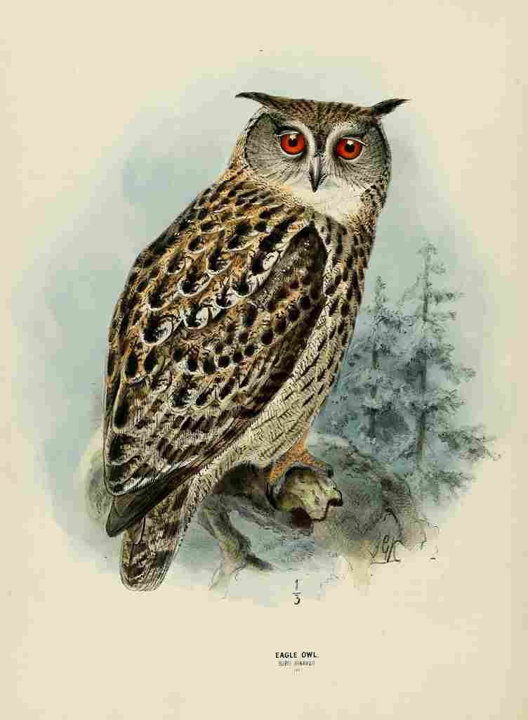 Keulemans John Europe 1881 Eagle Owl A4 Photo Print