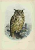 Keulemans John Europe 1881 Egyptian Eagle Owl A4 Photo Print