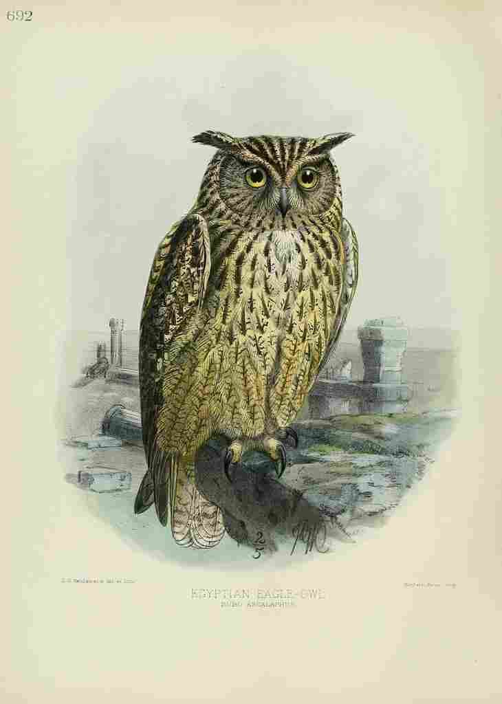 Keulemans John Europe 1881 Egyptian Eagle Owl A4 Photo Print