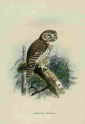 Keulemans John Europe 1881 Glaucidium Passerinum A4 Photo Print