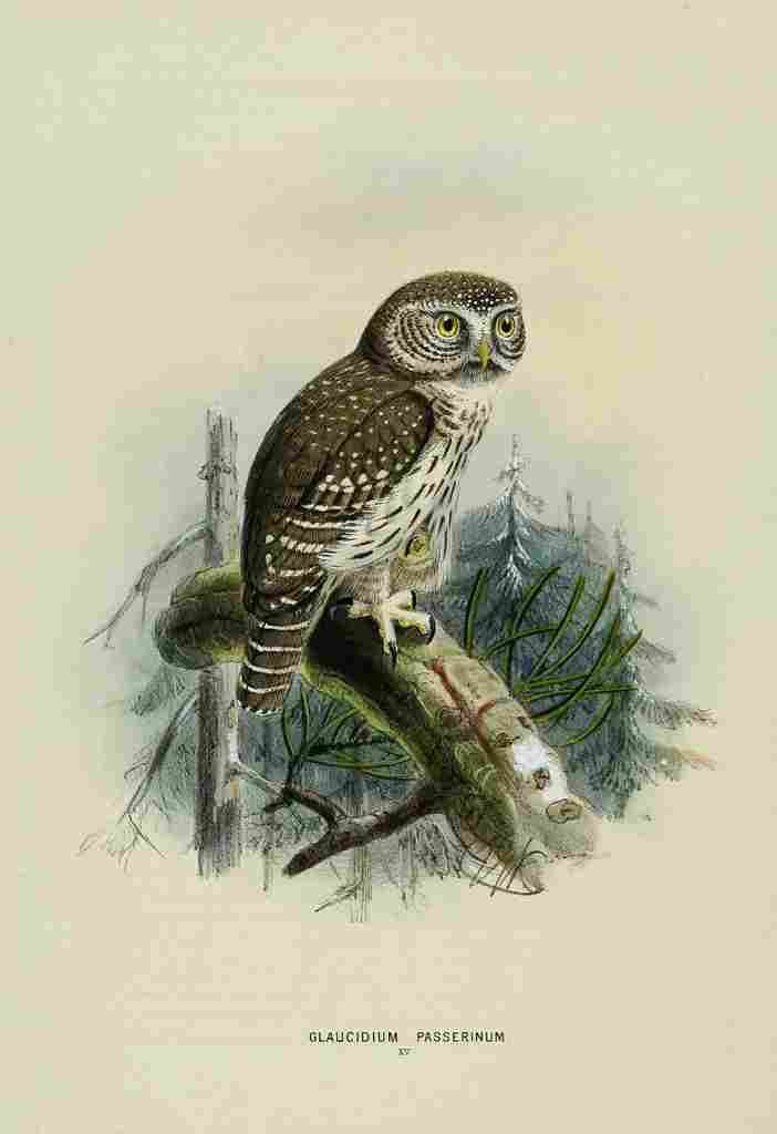 Keulemans John Europe 1881 Glaucidium Passerinum A4 Photo Print