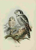 Keulemans John Europe 1881 Hawk Owl A4 Photo Print