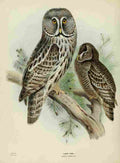 Keulemans John Europe 1881 Lapp Owl A4 Photo Print