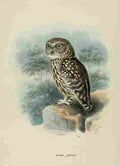 Keulemans John Europe 1881 Little Owl A4 Photo Print