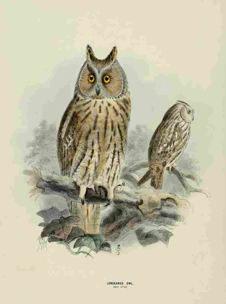 Keulemans John Europe 1881 Long eared Owl A4 Photo Print