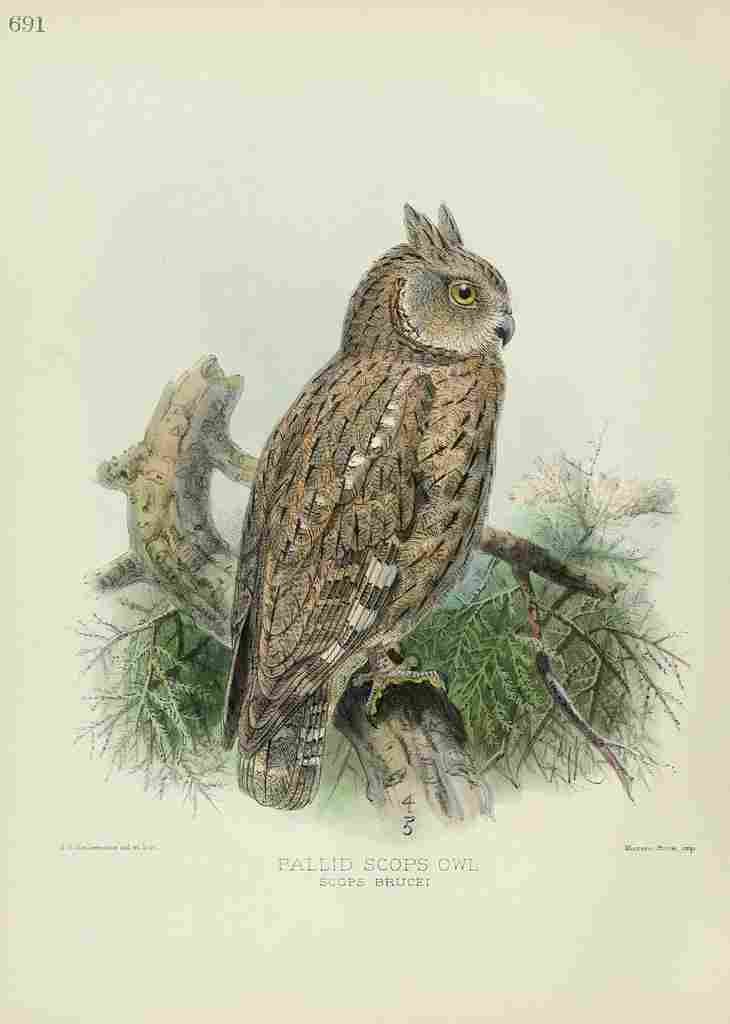 Keulemans John Europe 1881 Pallid Scops Owl A4 Photo Print