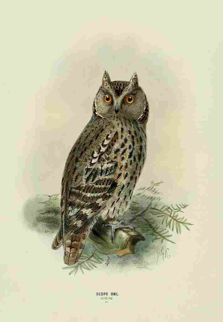 Keulemans John Europe 1881 Scops Owl A4 Photo Print