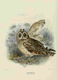 Keulemans John Europe 1881 Short eared Owl A4 Photo Print