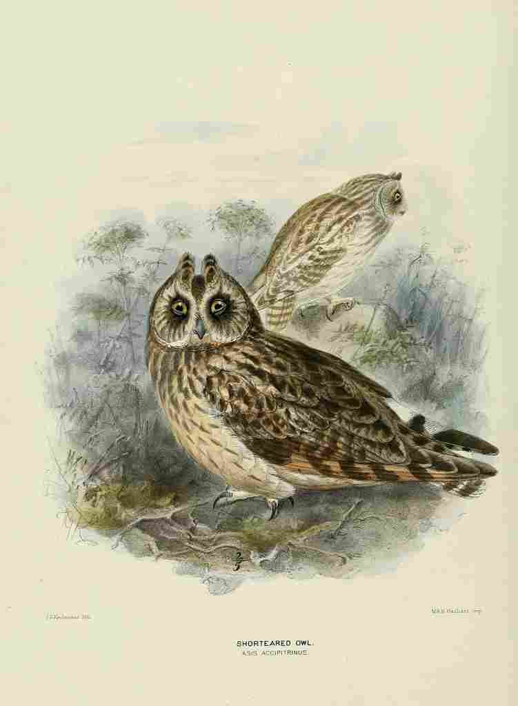 Keulemans John Europe 1881 Short eared Owl A4 Photo Print