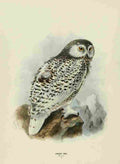 Keulemans John Europe 1881 Snowy Owl 1 A4 Photo Print