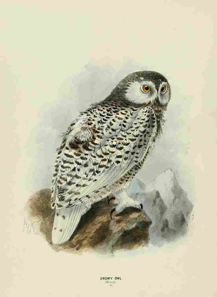 Keulemans John Europe 1881 Snowy Owl 1 A4 Photo Print