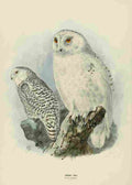 Keulemans John Europe 1881 Snowy Owl 2 A4 Photo Print