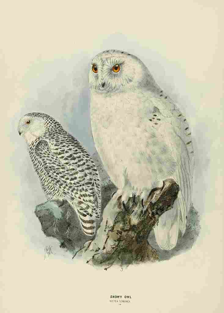 Keulemans John Europe 1881 Snowy Owl 2 A4 Photo Print