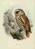 Keulemans John Europe 1881 Tawny Owl A4 Photo Print