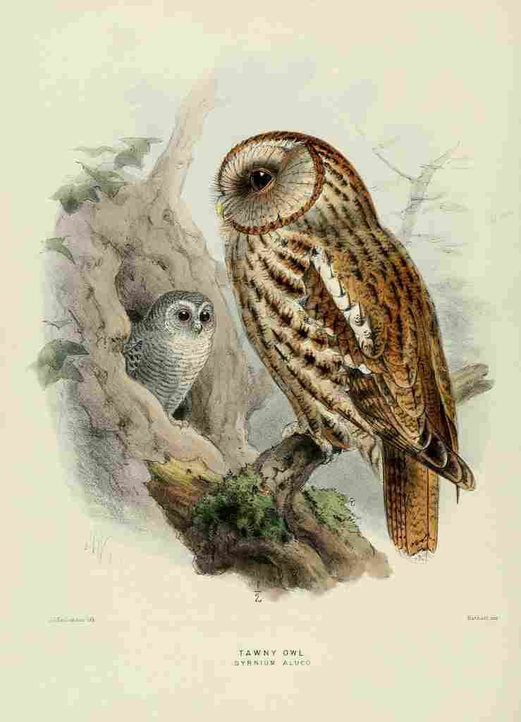 Keulemans John Europe 1881 Tawny Owl A4 Photo Print