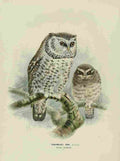 Keulemans John Europe 1881 Tengmalms Owl A4 Photo Print