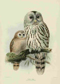 Keulemans John Europe 1881 Ural Owl A4 Photo Print