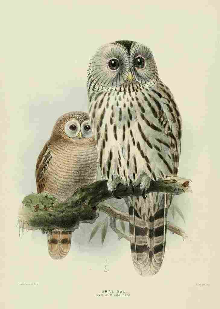 Keulemans John Europe 1881 Ural Owl A4 Photo Print