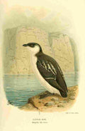Keulemans John G 1842 1912 1885 Auk Little A4 Photo Print