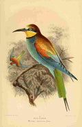 Keulemans John G 1842 1912 1885 Bee Eater A4 Photo Print
