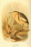 Keulemans John G 1842 1912 1885 Bittern Little A4 Photo Print