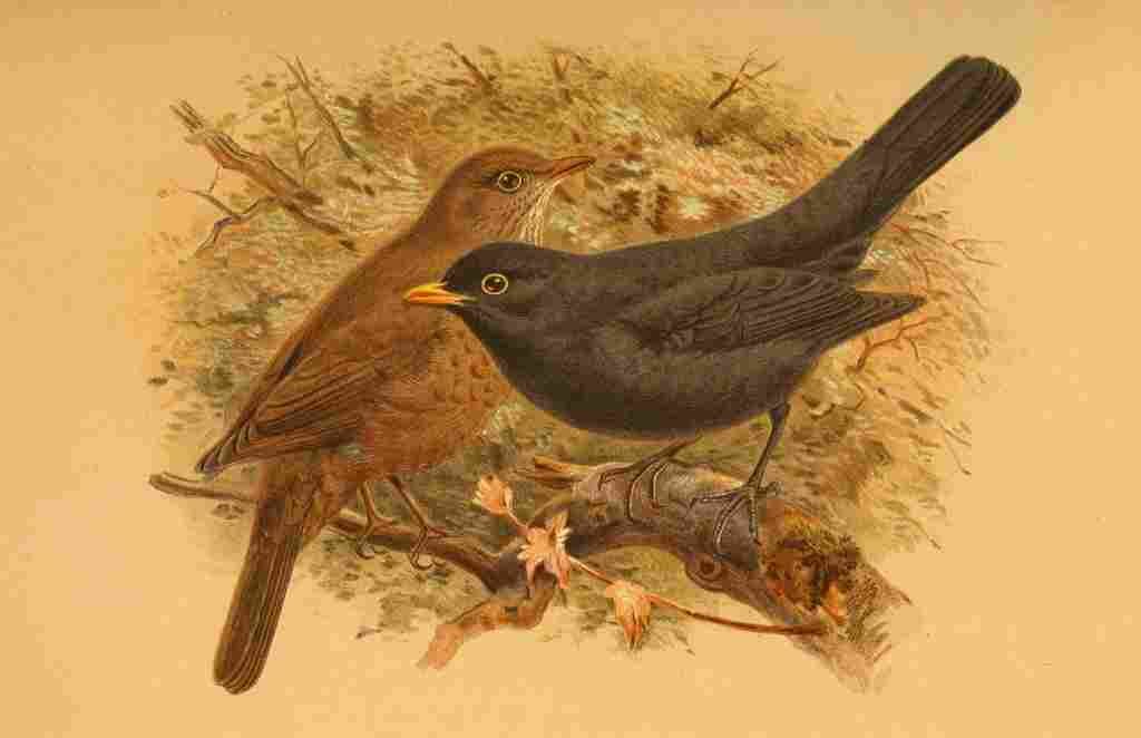 Keulemans John G 1842 1912 1885 Blackbird A4 Photo Print