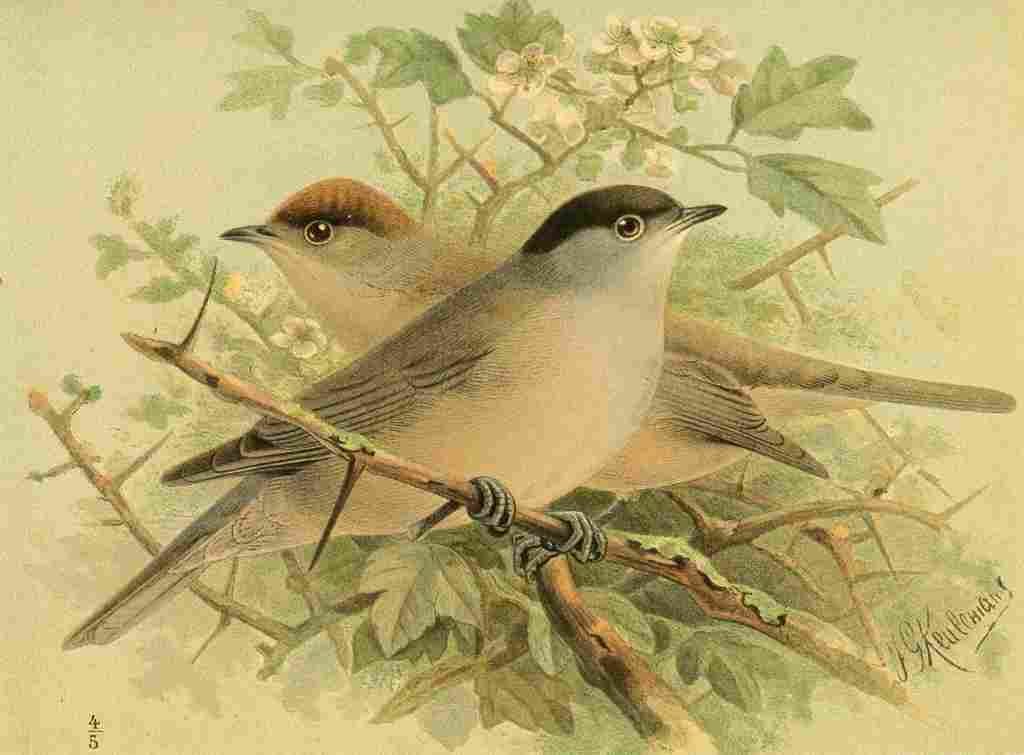 Keulemans John G 1842 1912 1885 Blackcap A4 Photo Print