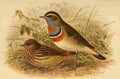 Keulemans John G 1842 1912 1885 Blue throat Arctic A4 Photo Print