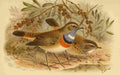 Keulemans John G 1842 1912 1885 Blue throat White spotted A4 Photo Print