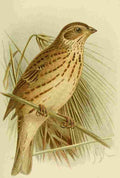 Keulemans John G 1842 1912 1885 Bunting Corn A4 Photo Print