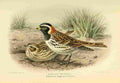 Keulemans John G 1842 1912 1885 Bunting Lapland A4 Photo Print