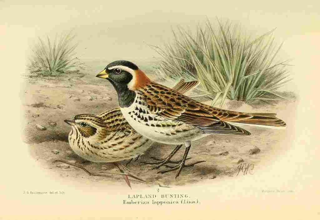 Keulemans John G 1842 1912 1885 Bunting Lapland A4 Photo Print
