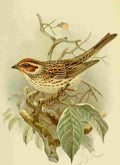Keulemans John G 1842 1912 1885 Bunting Little A4 Photo Print
