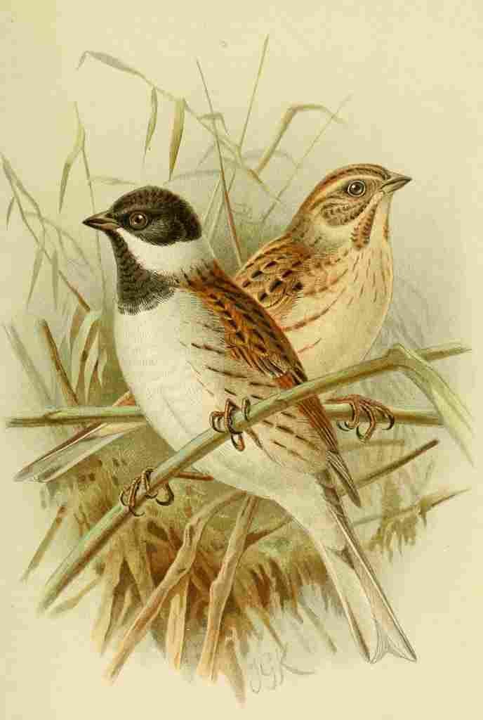 Keulemans John G 1842 1912 1885 Bunting Reed A4 Photo Print