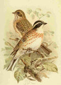 Keulemans John G 1842 1912 1885 Bunting Rustic A4 Photo Print