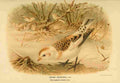 Keulemans John G 1842 1912 1885 Bunting Snow Winter A4 Photo Print
