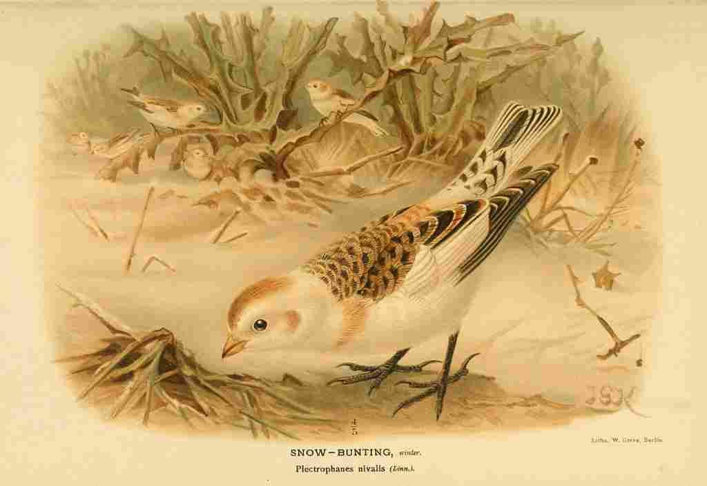 Keulemans John G 1842 1912 1885 Bunting Snow Winter A4 Photo Print