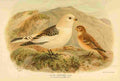Keulemans John G 1842 1912 1885 Bunting Snow A4 Photo Print