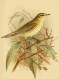 Keulemans John G 1842 1912 1885 Chiffchaff A4 Photo Print