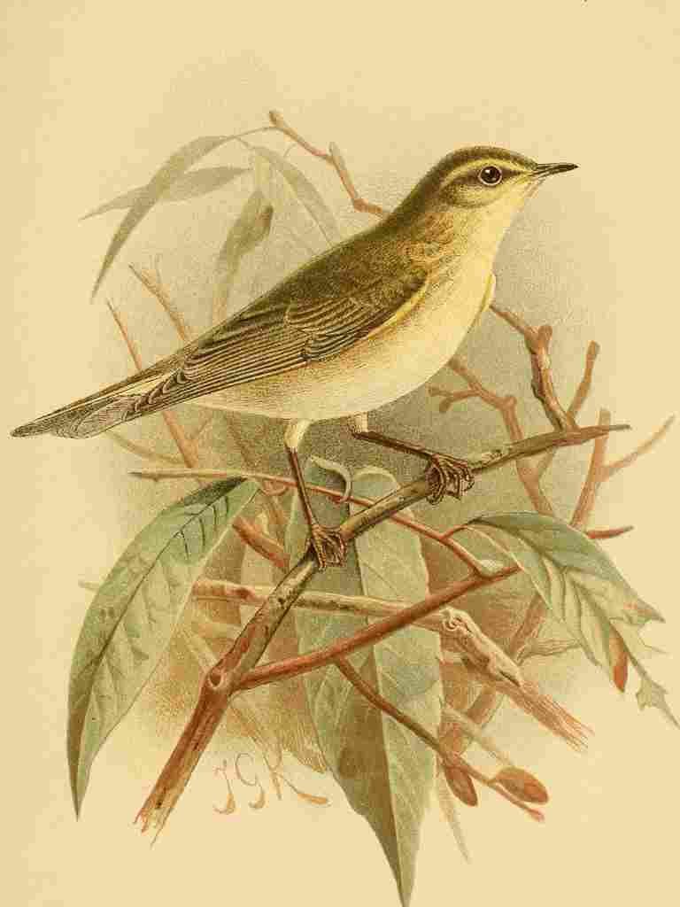 Keulemans John G 1842 1912 1885 Chiffchaff A4 Photo Print