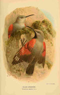 Keulemans John G 1842 1912 1885 Creeper Rock A4 Photo Print