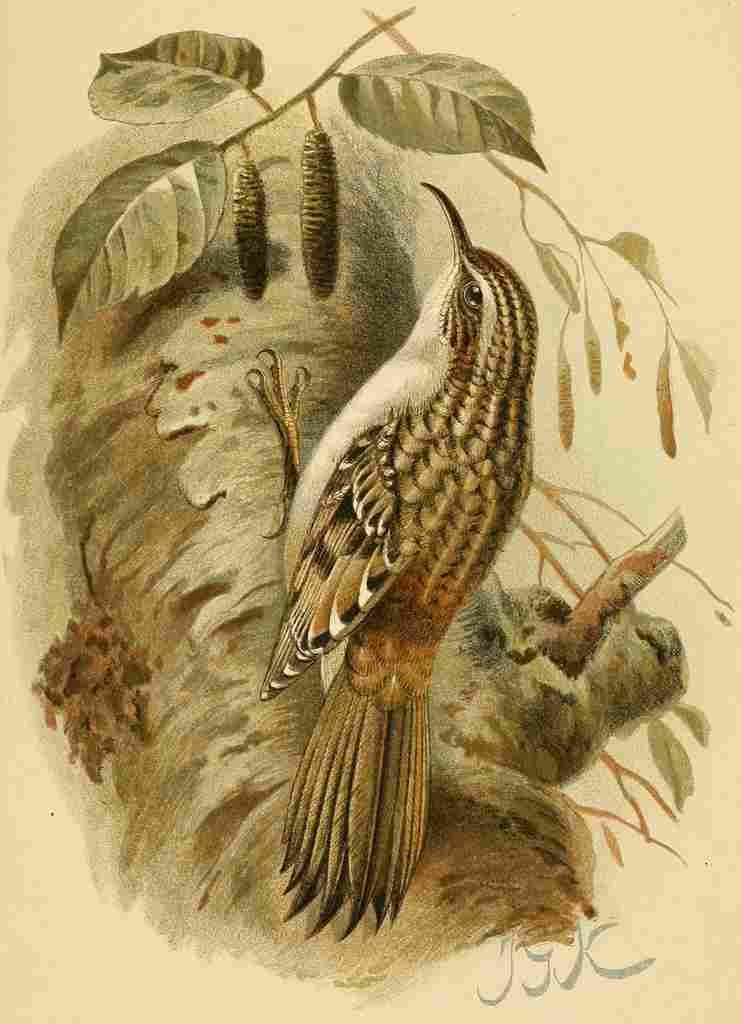 Keulemans John G 1842 1912 1885 Creeper Tree A4 Photo Print