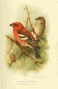 Keulemans John G 1842 1912 1885 Crossbill Two barred A4 Photo Print
