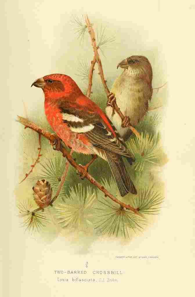 Keulemans John G 1842 1912 1885 Crossbill Two barred A4 Photo Print