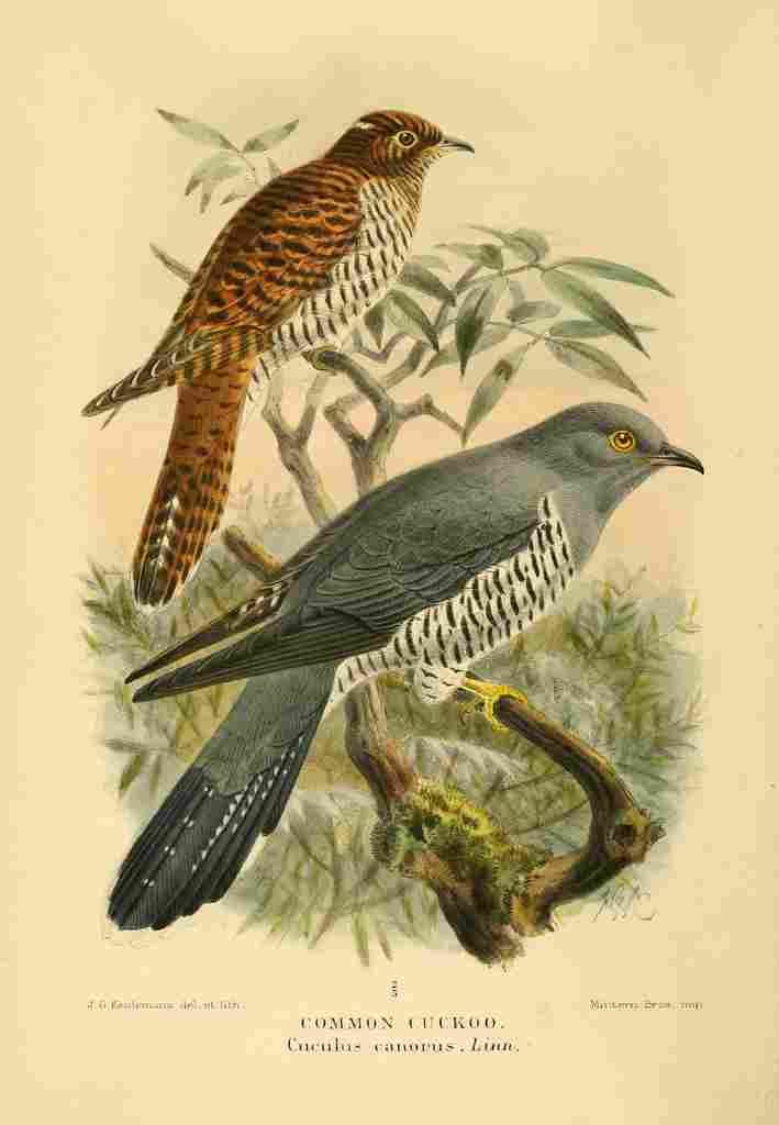 Keulemans John G 1842 1912 1885 Cuckoo Common A4 Photo Print