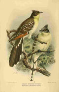 Keulemans John G 1842 1912 1885 Cuckoo Great Spotted A4 Photo Print